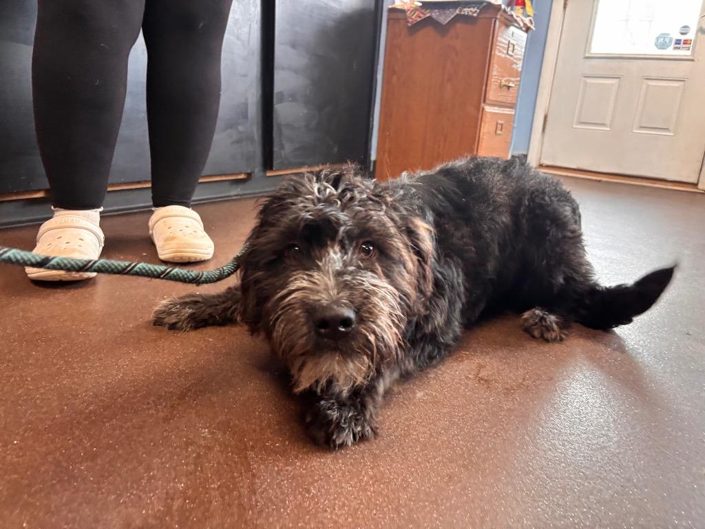 Enlarge Ziva, a Adoptable mixed breed in Port Jervis, NY image 2/2