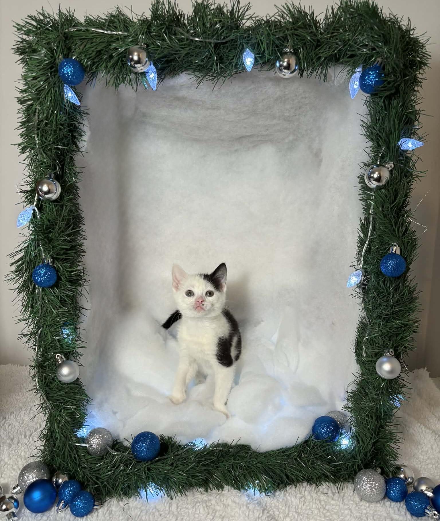 Enlarge CHUNK, an adopted Domestic Short Hair in Tillsonburg, ON image 3/6