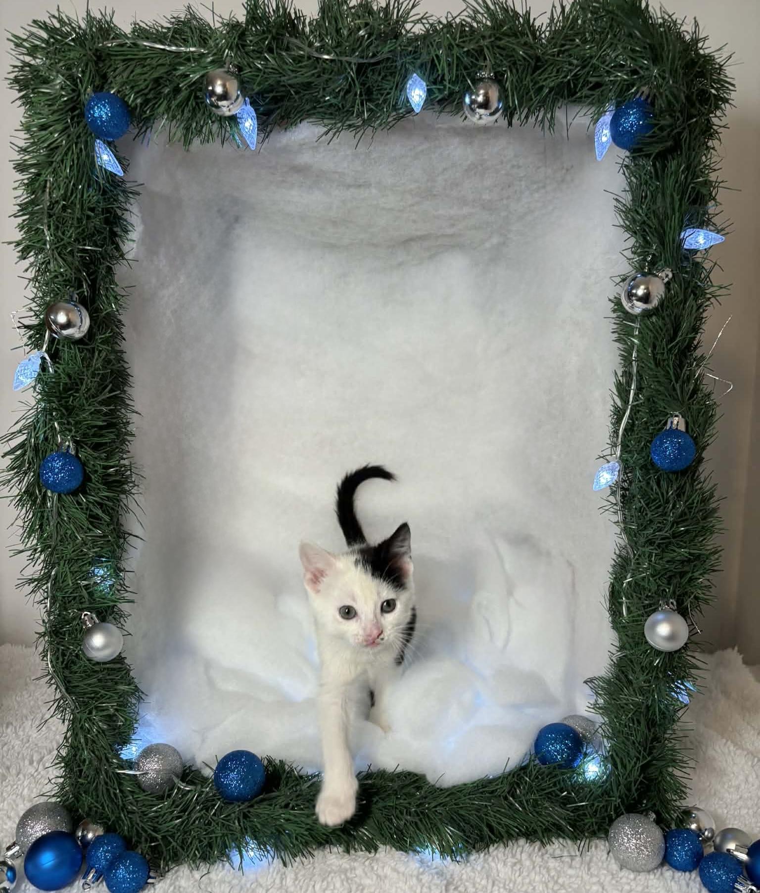 Enlarge CHUNK, an adopted Domestic Short Hair in Tillsonburg, ON image 4/6