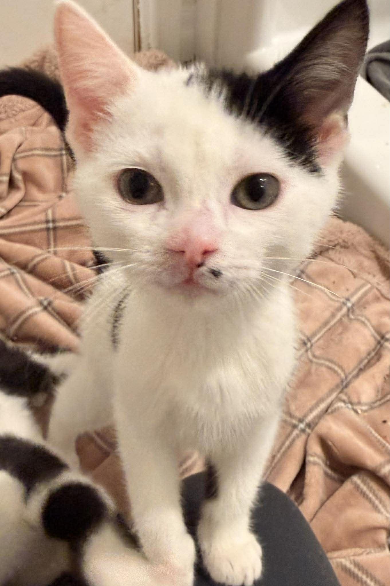 Enlarge CHUNK, an adopted Domestic Short Hair in Tillsonburg, ON image 2/6