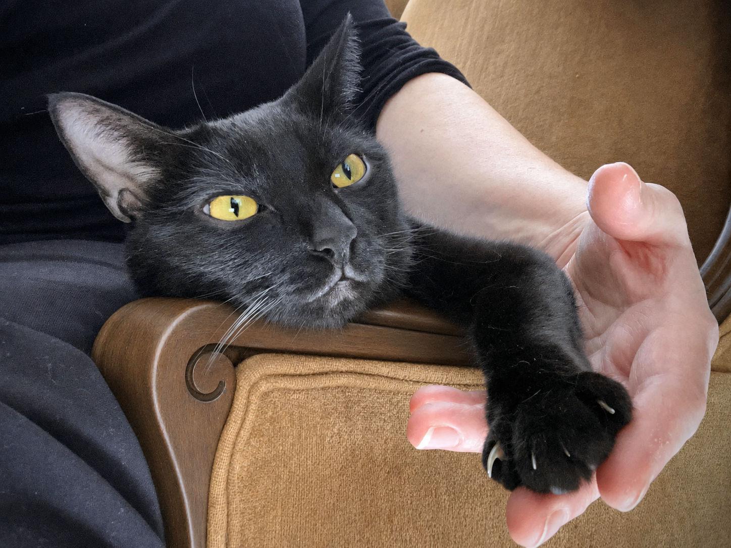 Gibson, a Adoptable Domestic Short Hair in Sherman Oaks, CA image 1/6