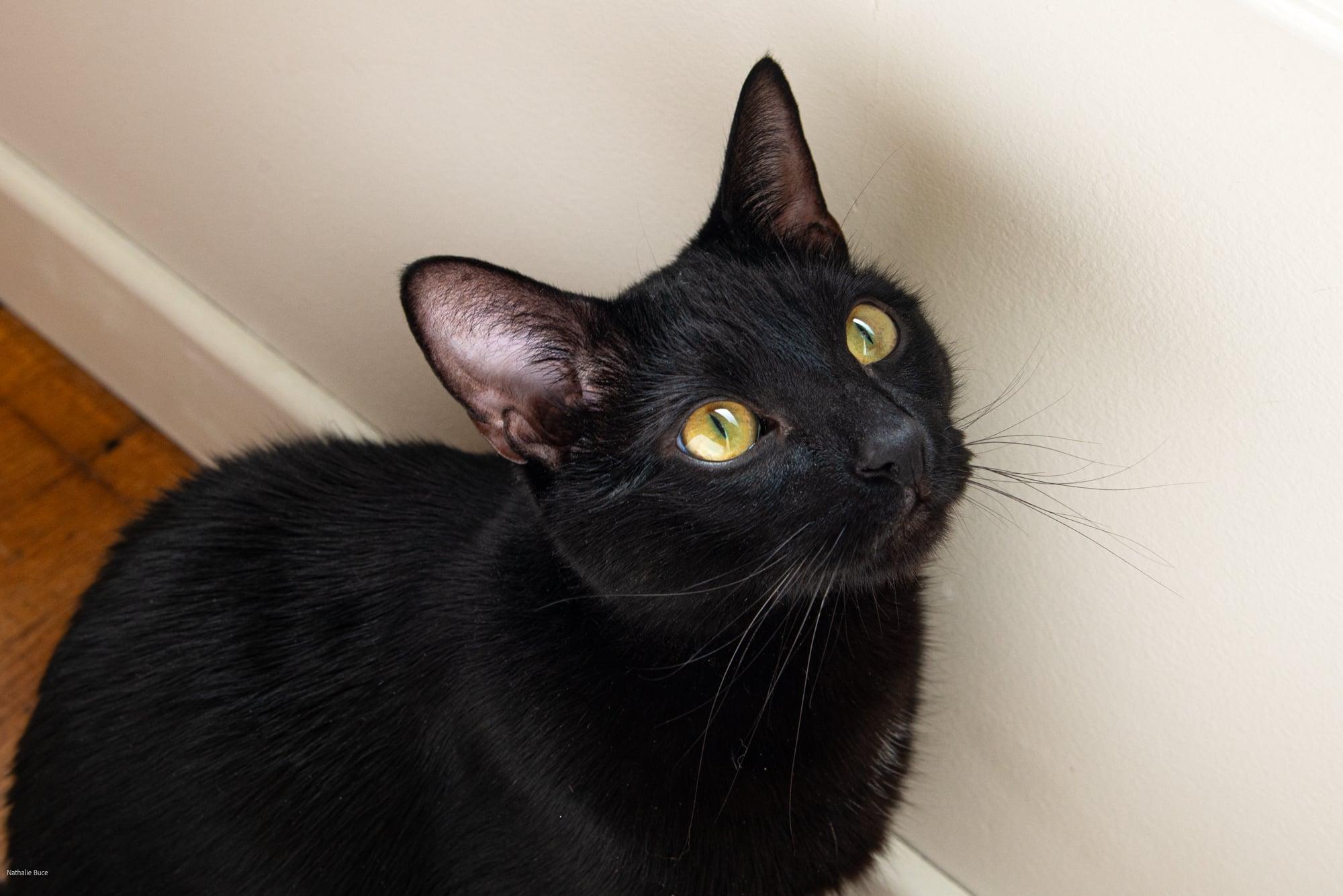 Enlarge Gibson, a Adoptable Domestic Short Hair in Sherman Oaks, CA image 2/5