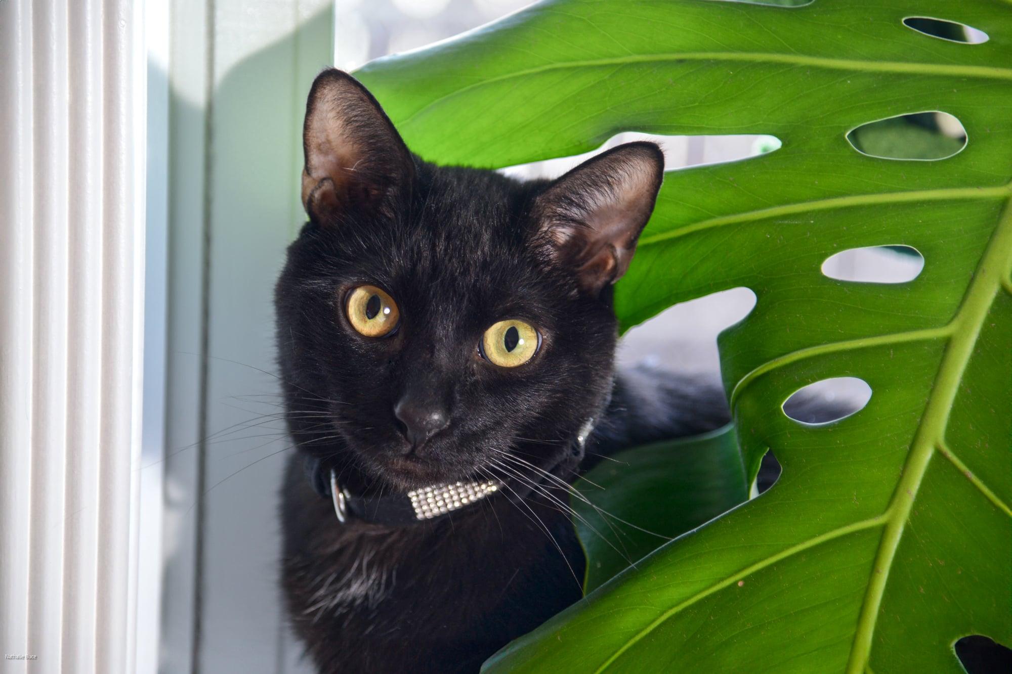 Gibson, Adoptable, Adult Male Domestic Short Hair.