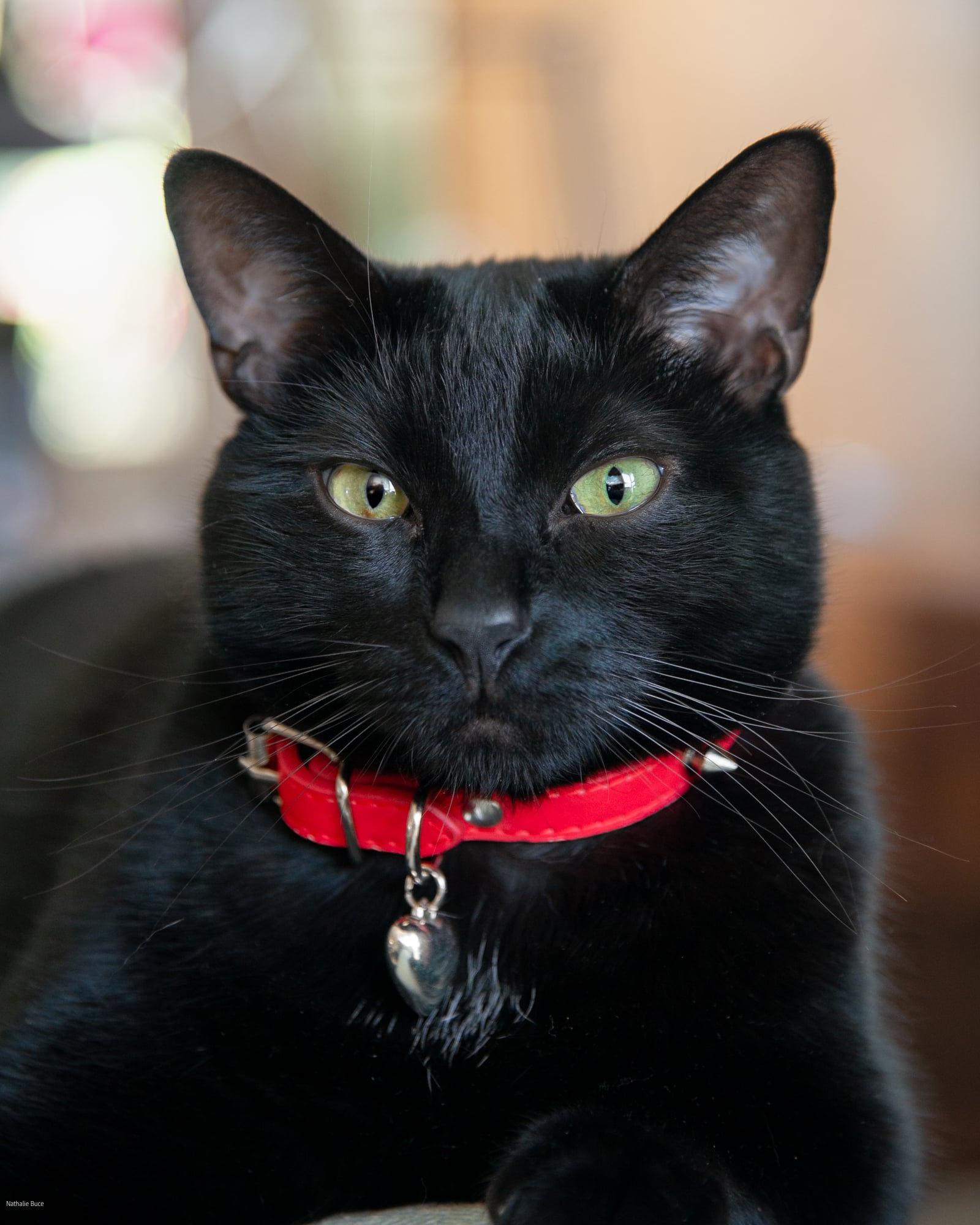 Enlarge Gibson, a Adoptable Domestic Short Hair in Sherman Oaks, CA image 1/6