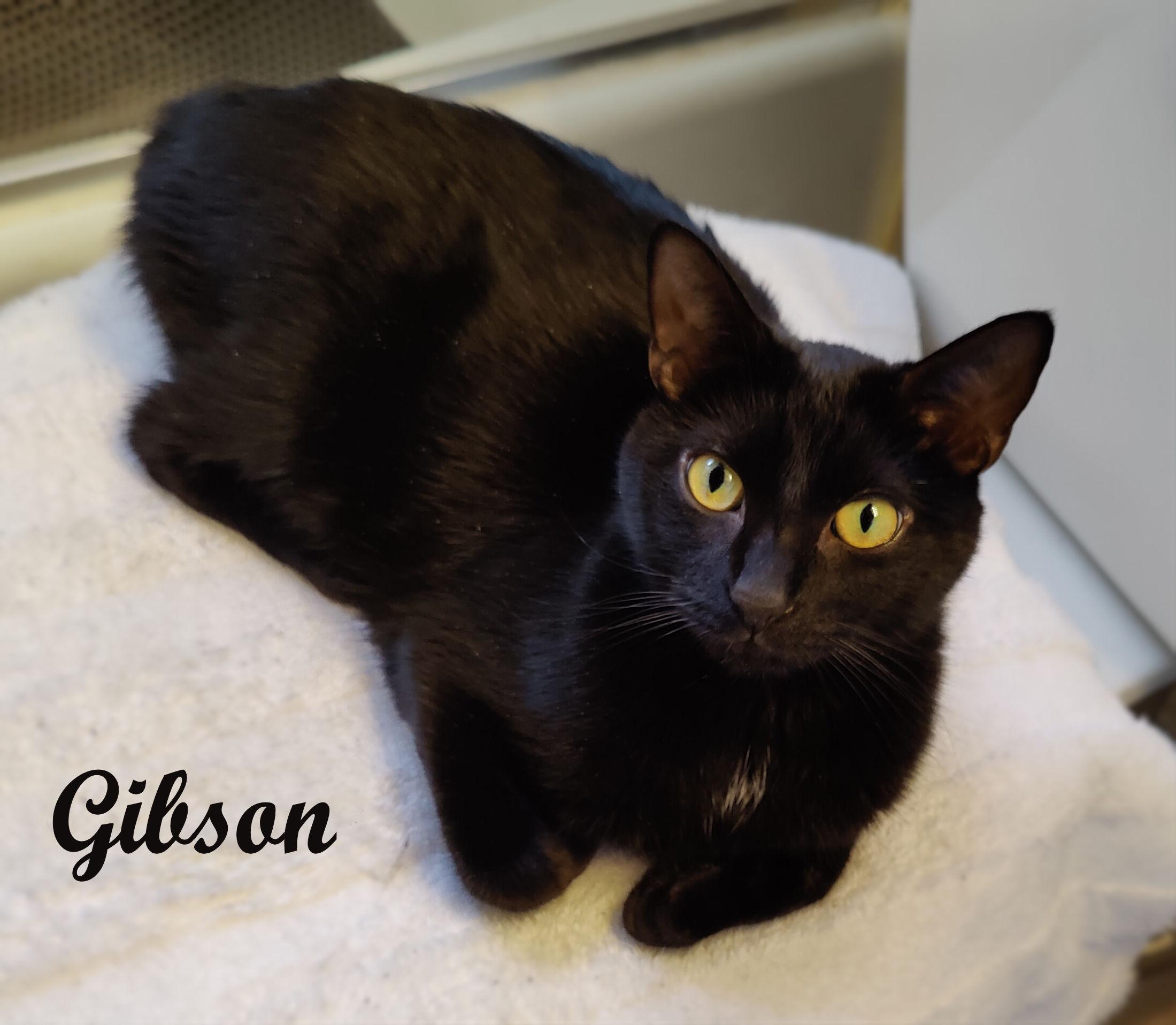 Enlarge Gibson, a Adoptable Domestic Short Hair in Sherman Oaks, CA image 3/5