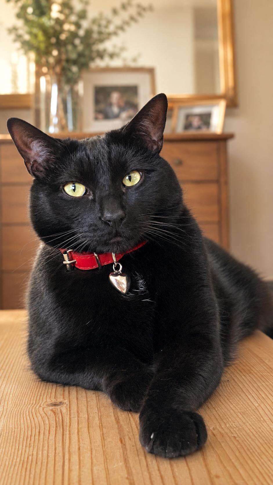 Enlarge Gibson, a Adoptable Domestic Short Hair in Sherman Oaks, CA image 3/6