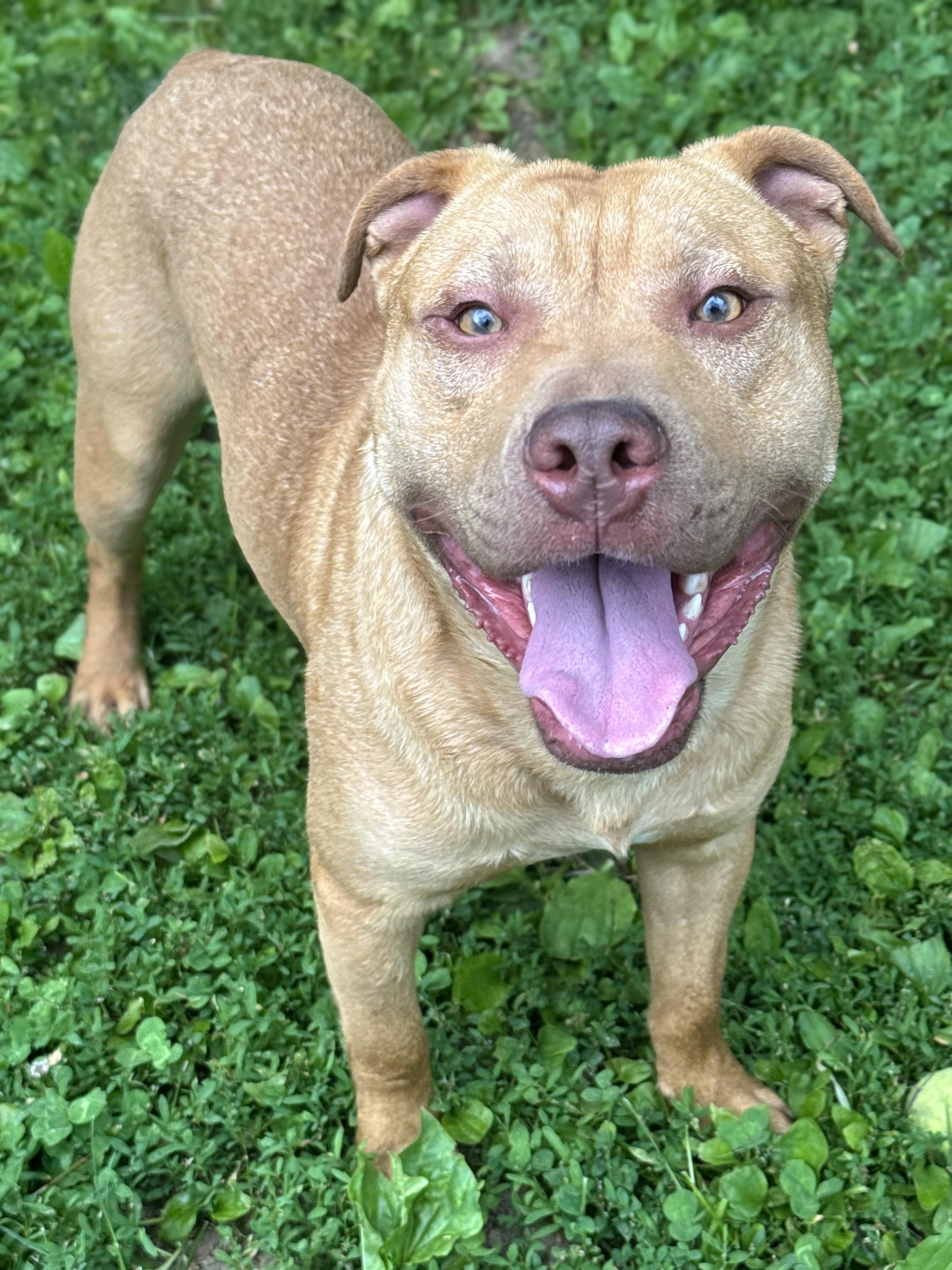 Sheldon, adopted, Adult Male Terrier.