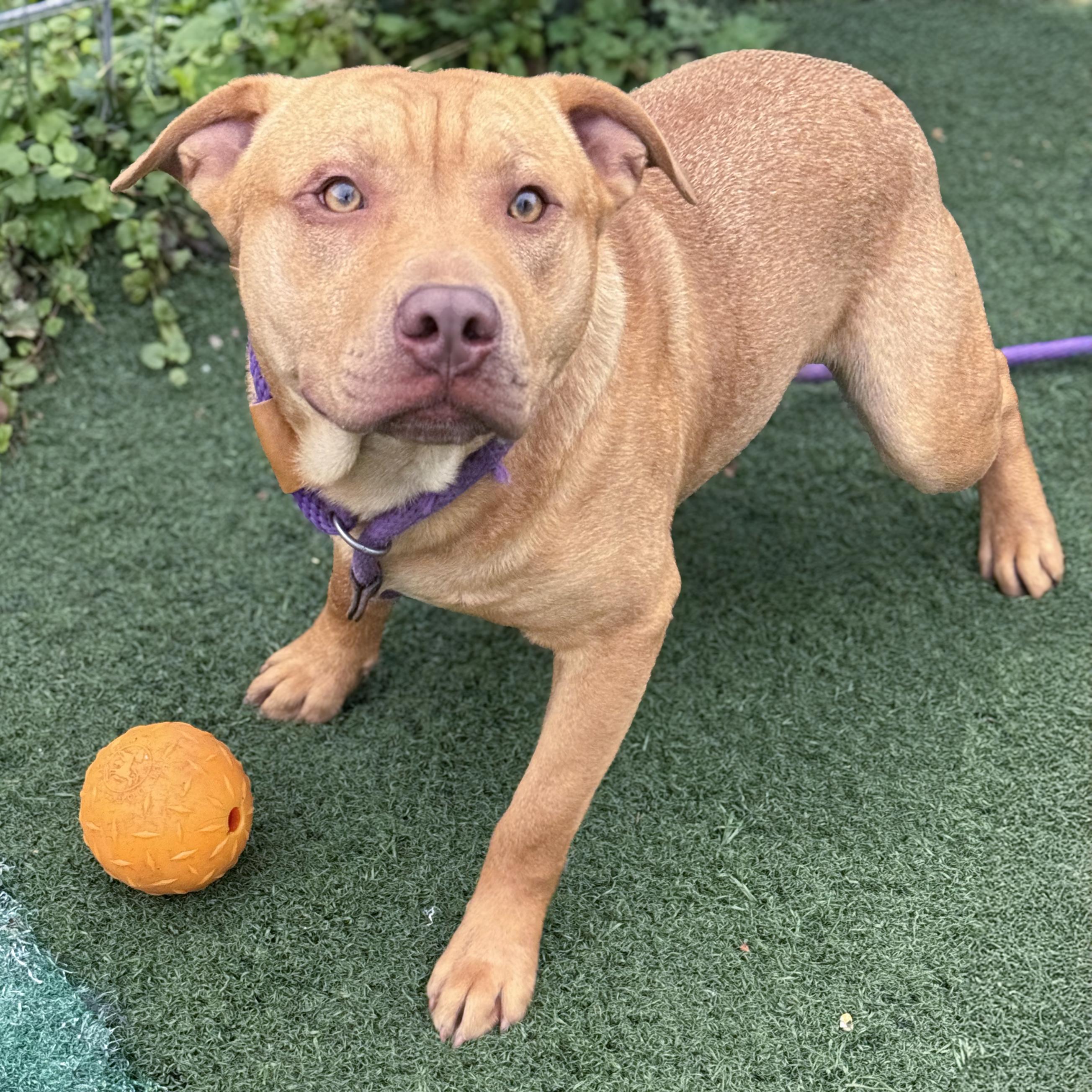 Sheldon, an adopted mixed breed in Anderson, IN image 2/2