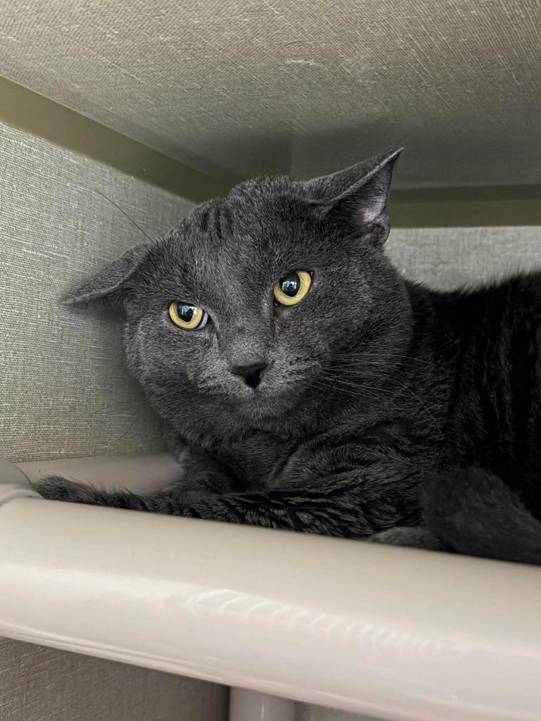 Enlarge Thomas, a Adoptable mixed breed in Marion, OH image 2/2