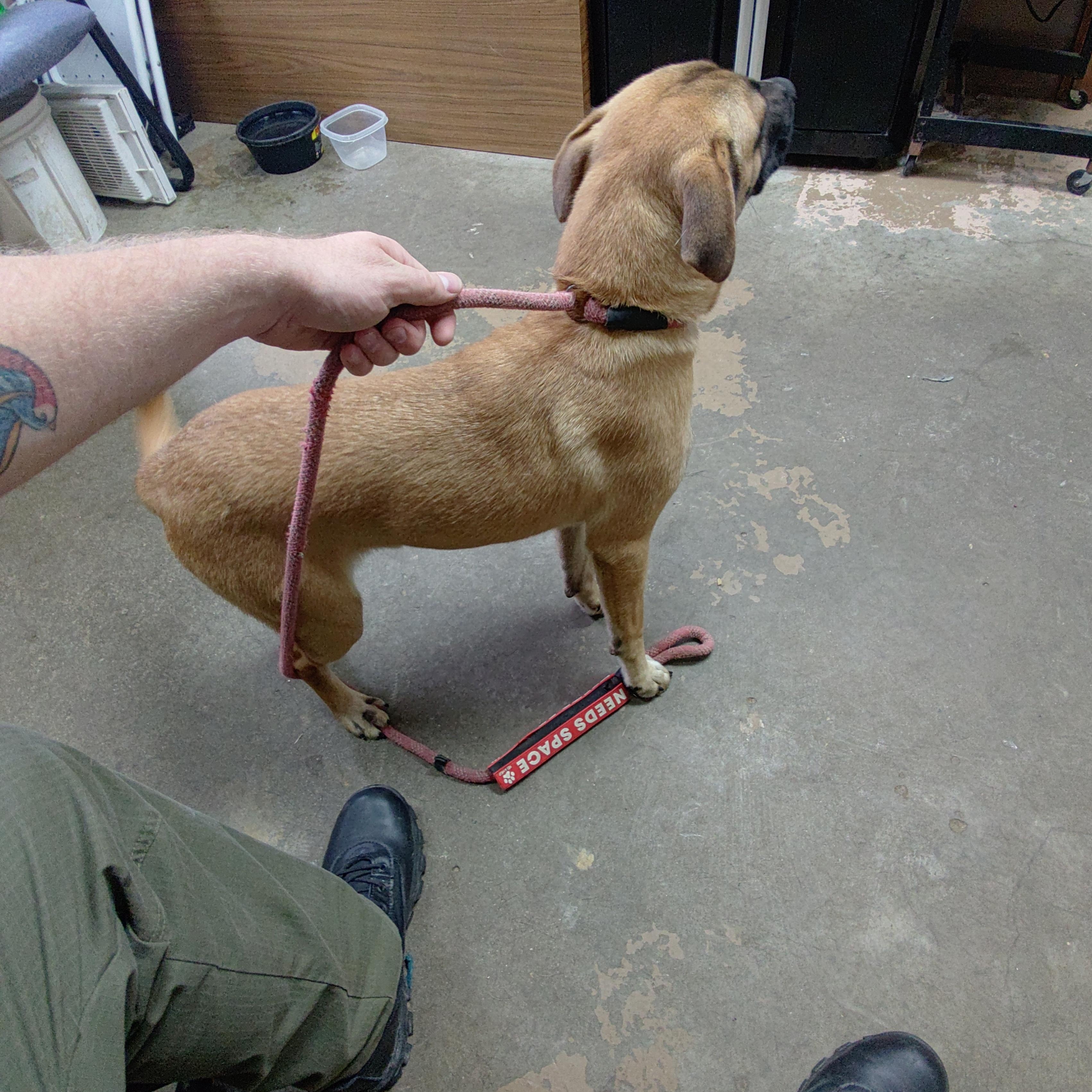 Enlarge 26-102, a Adoptable mixed breed in Carrollton, OH image 2/3