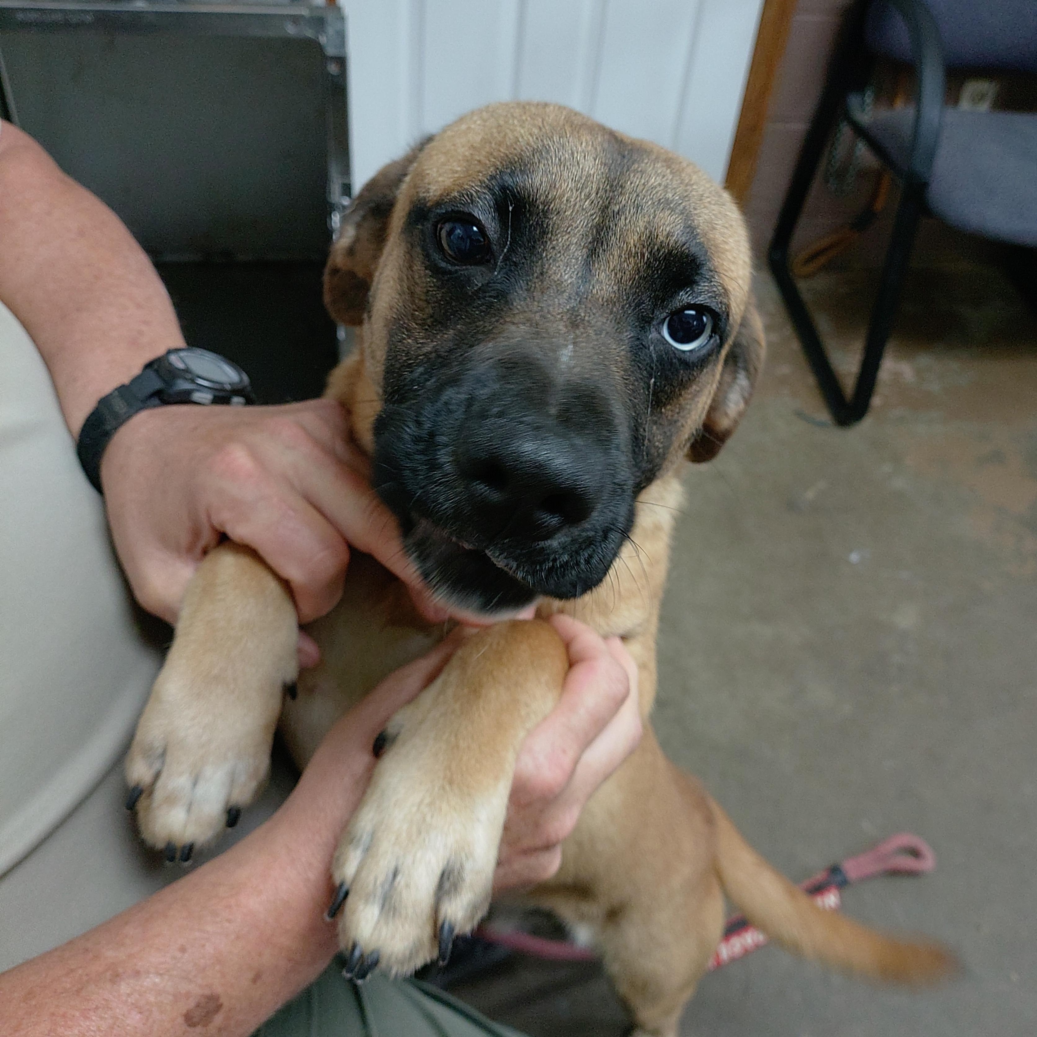 26-102, Adoptable, Young Male Black Mouth Cur.