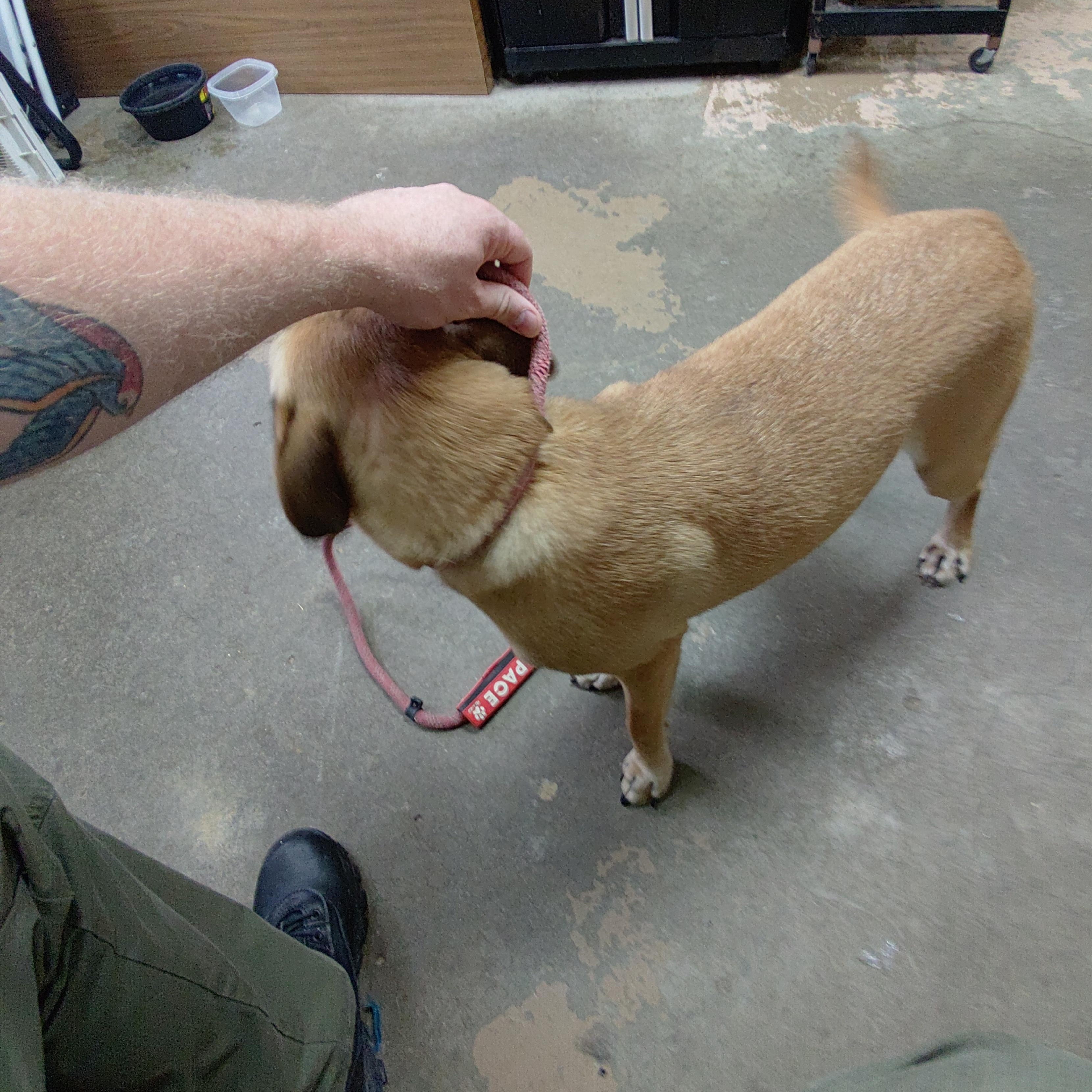 Enlarge 26-102, a Adoptable mixed breed in Carrollton, OH image 3/3