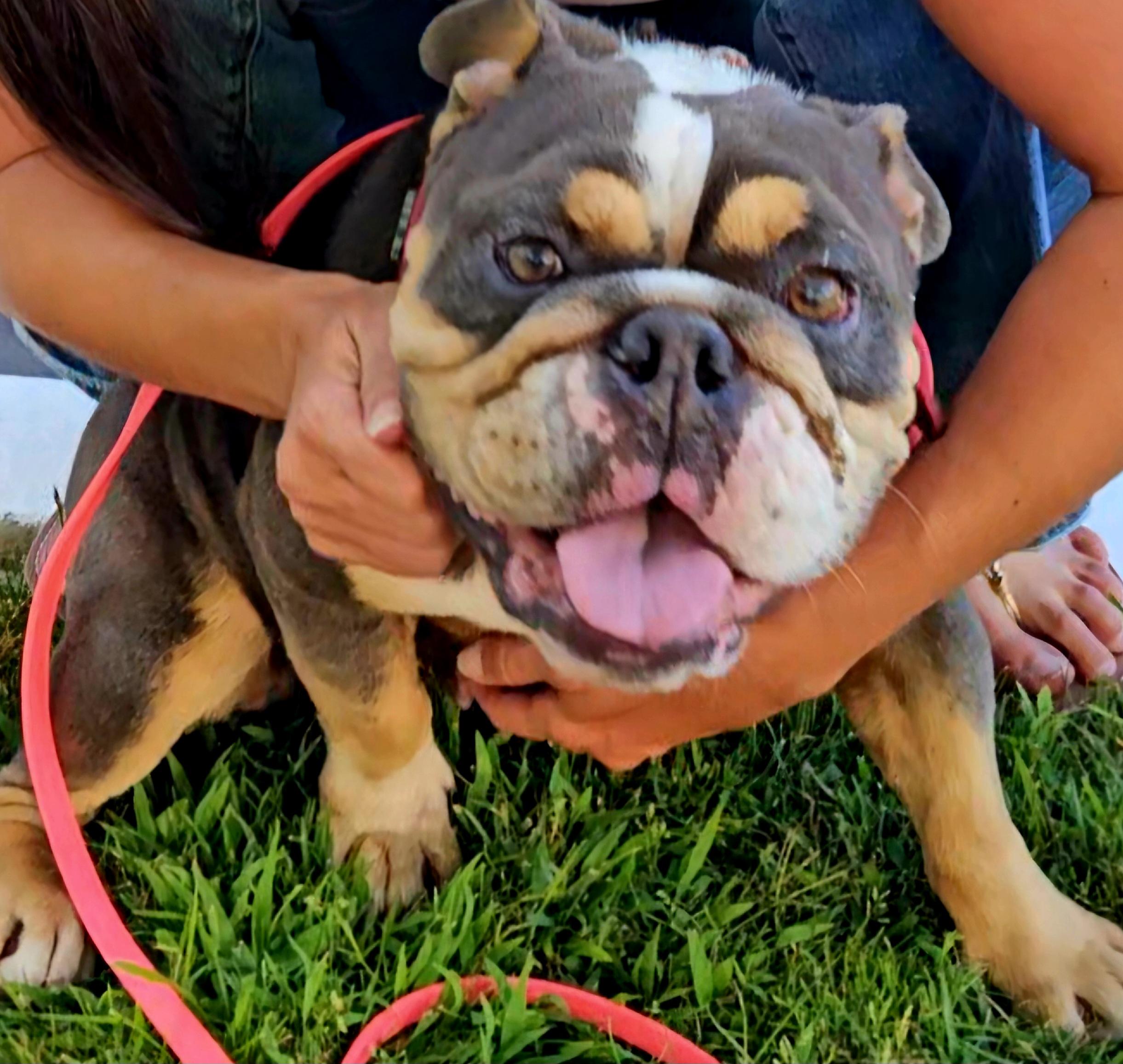 BeauShea, ADOPTABLE, Young Female English Bulldog.