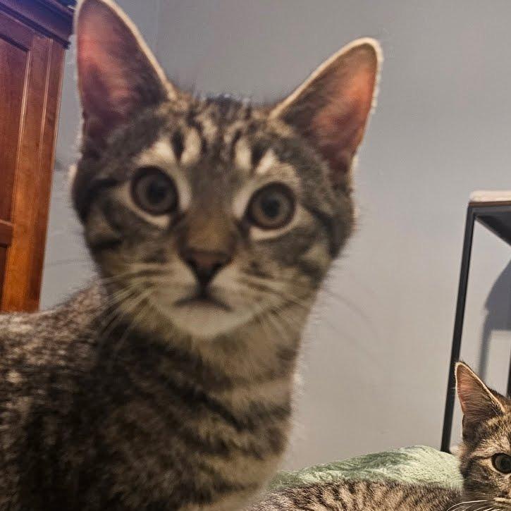 Benjamin, Adoptable, Kitten Male Domestic Short Hair.