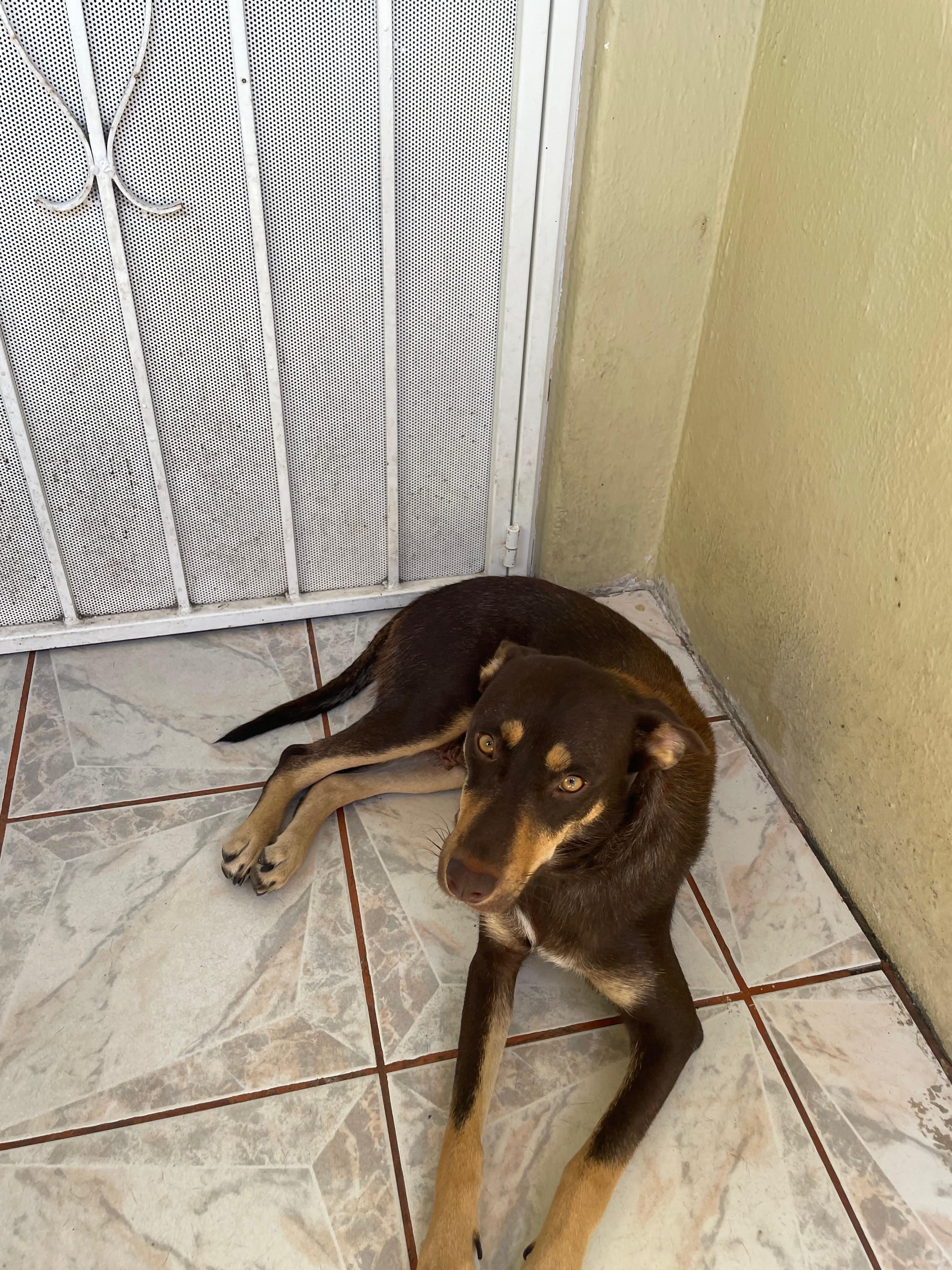 Enlarge Bella #2, a Adoptable mixed breed in Puyallup, WA image 5/6