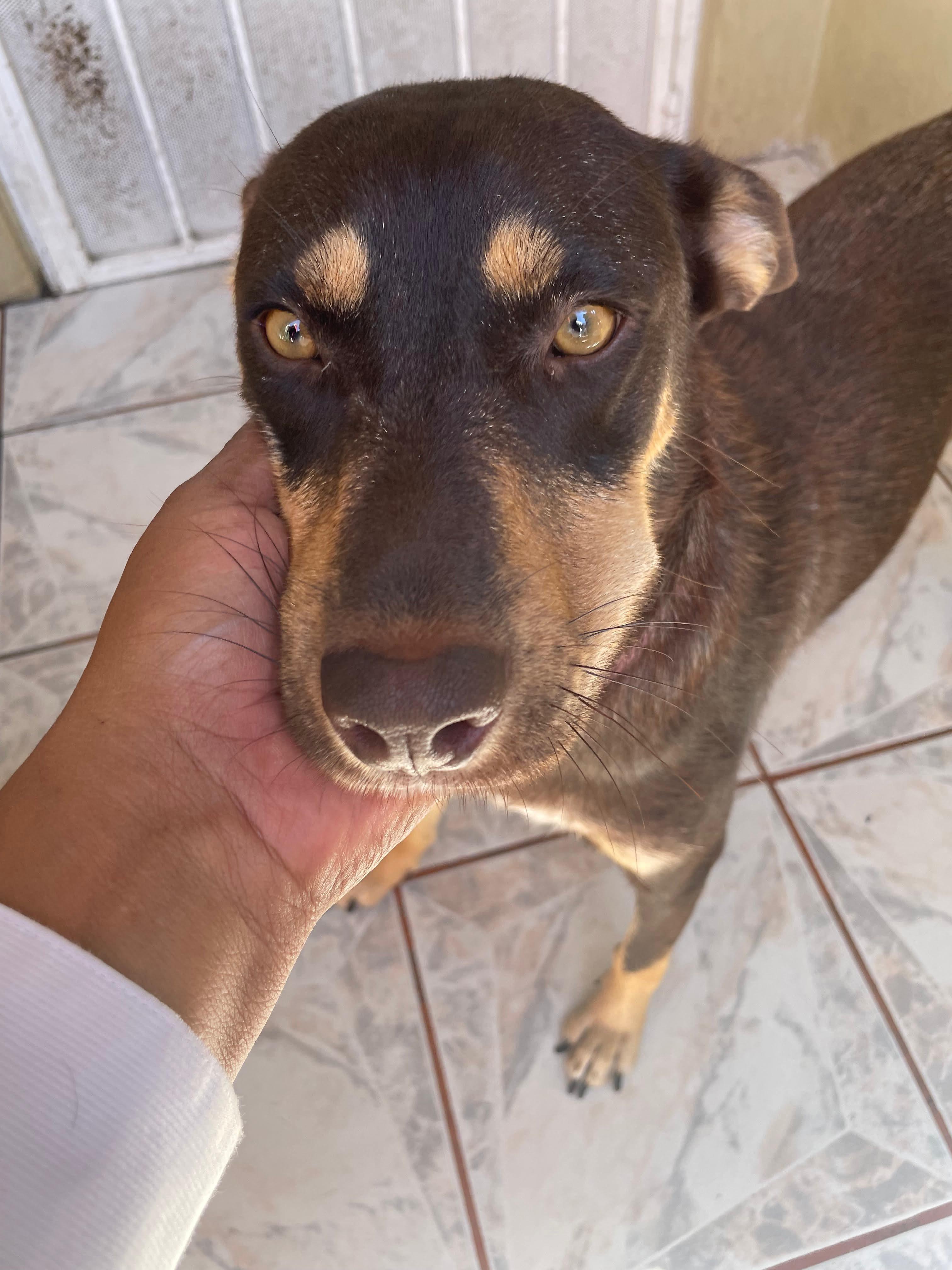 Bella #2, Adoptable, Young Female Shepherd.