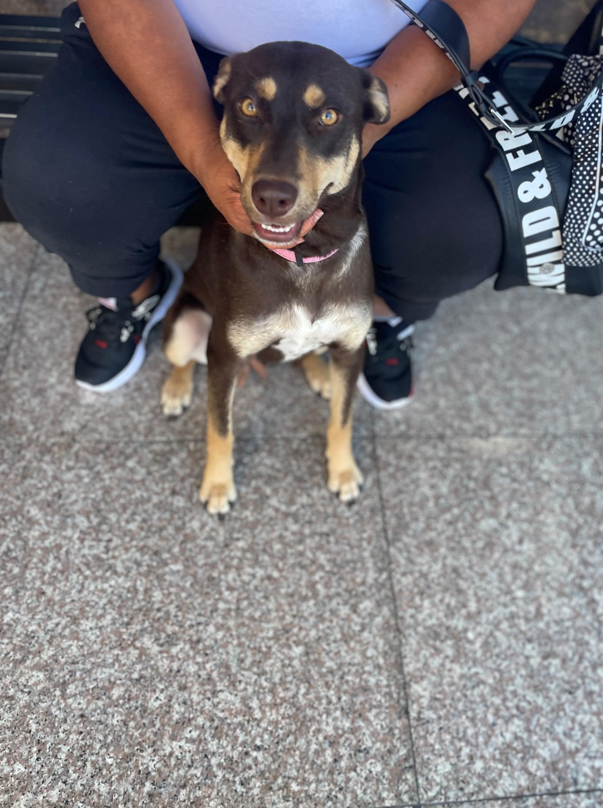 Enlarge Bella #2, a Adoptable mixed breed in Puyallup, WA image 4/6