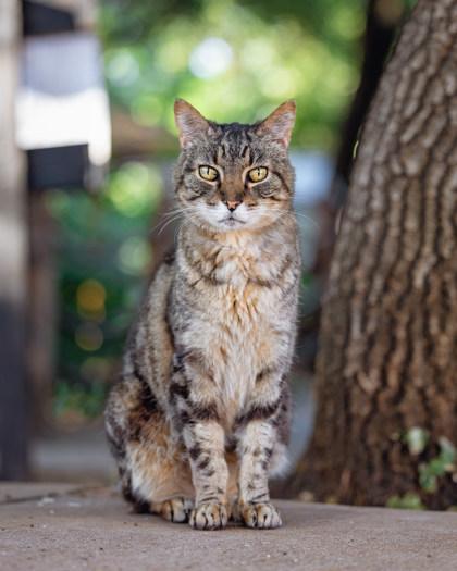 Enlarge Charlie, a Adoptable Domestic Short Hair in El Dorado Hills, CA image 1/1