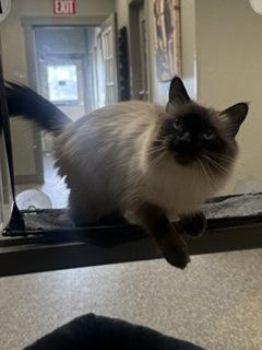 Enlarge Madeline, a Adoptable Himalayan in Redmond, OR image 1/2