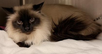 Madeline, ADOPTABLE, Adult Female Himalayan.