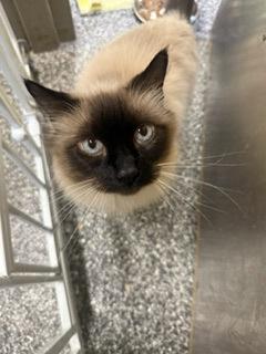 Enlarge Madeline, a Adoptable Himalayan in Redmond, OR image 2/2