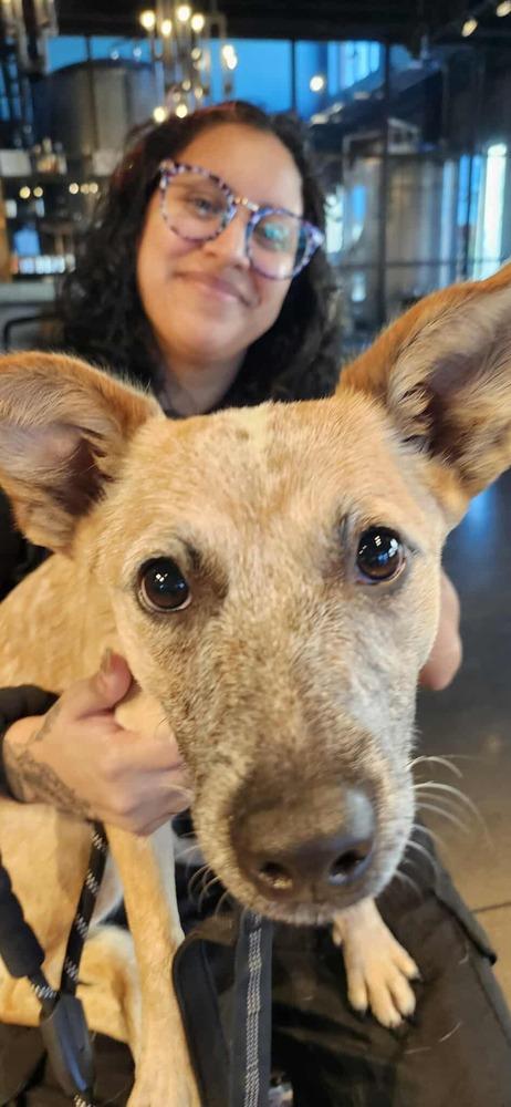 Chilli, Adoptable, Puppy Female Lancashire Heeler & Australian Cattle Dog / Blue Heeler.