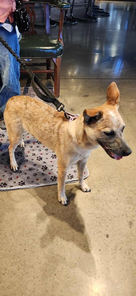 Enlarge Chilli, a Adoptable mixed breed in Sumter, SC image 2/6