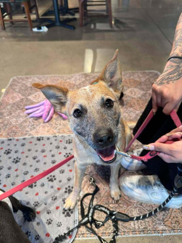 Enlarge Chilli, a Adoptable mixed breed in Sumter, SC image 3/6