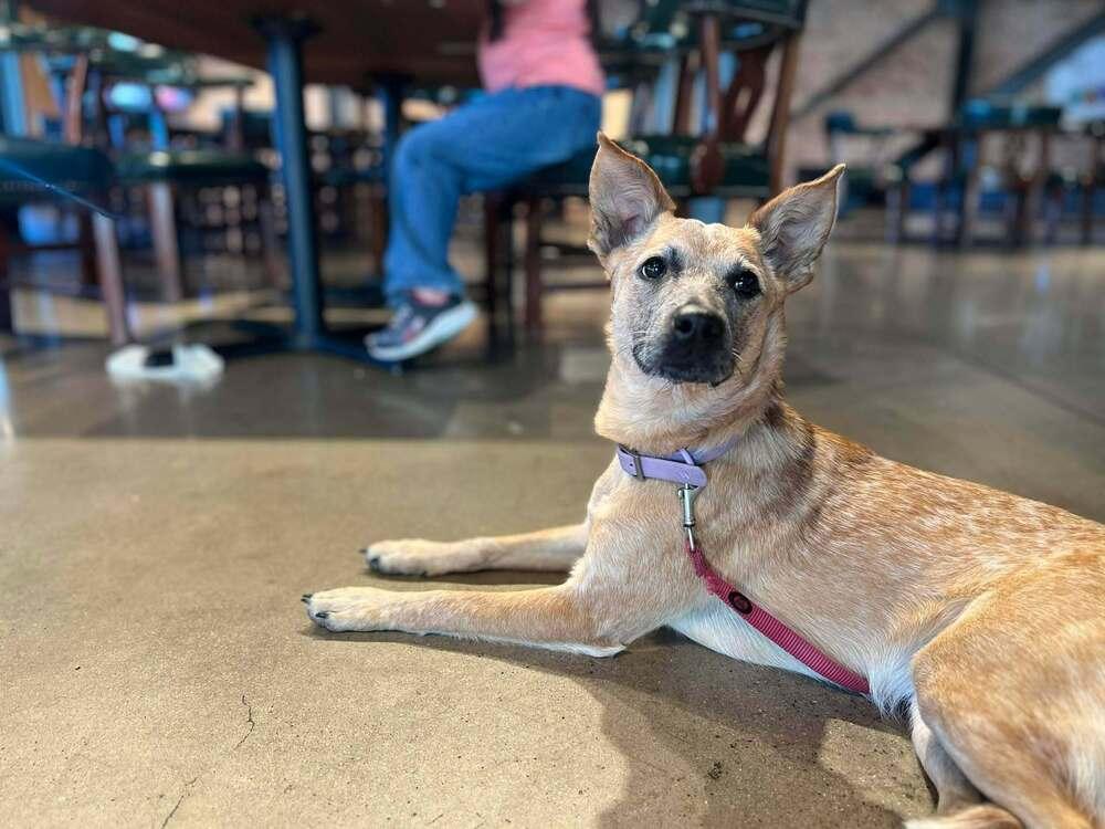 Enlarge Chilli, a Adoptable mixed breed in Sumter, SC image 4/6