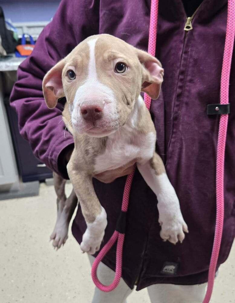 Finley, Adoptable, Puppy Male Pit Bull Terrier.