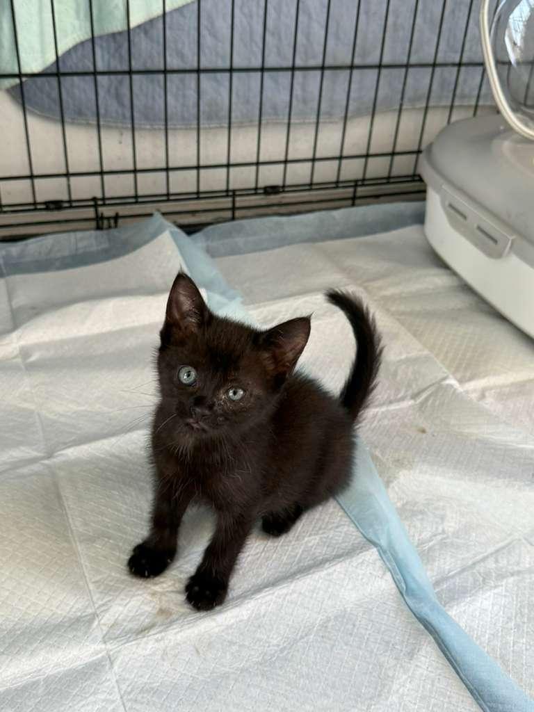 Enlarge Glitter, an adoptable American Shorthair in Tampa, FL image 3/3