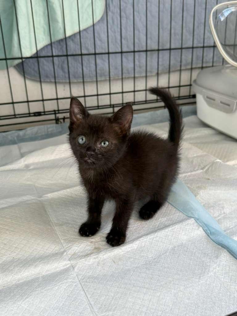 Enlarge Glitter, an adoptable American Shorthair in Tampa, FL image 1/3