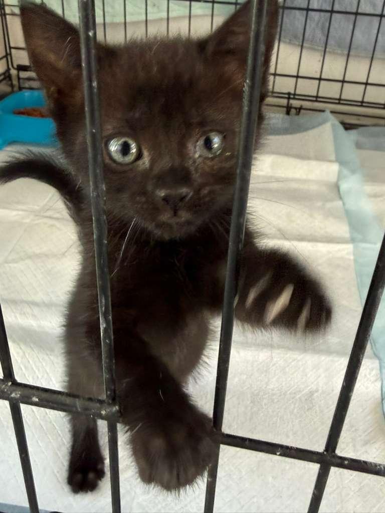Enlarge Glitter, an adoptable American Shorthair in Tampa, FL image 2/3