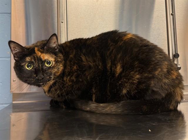 SWOOSH, Adoptable, Adult Female Domestic Short Hair.