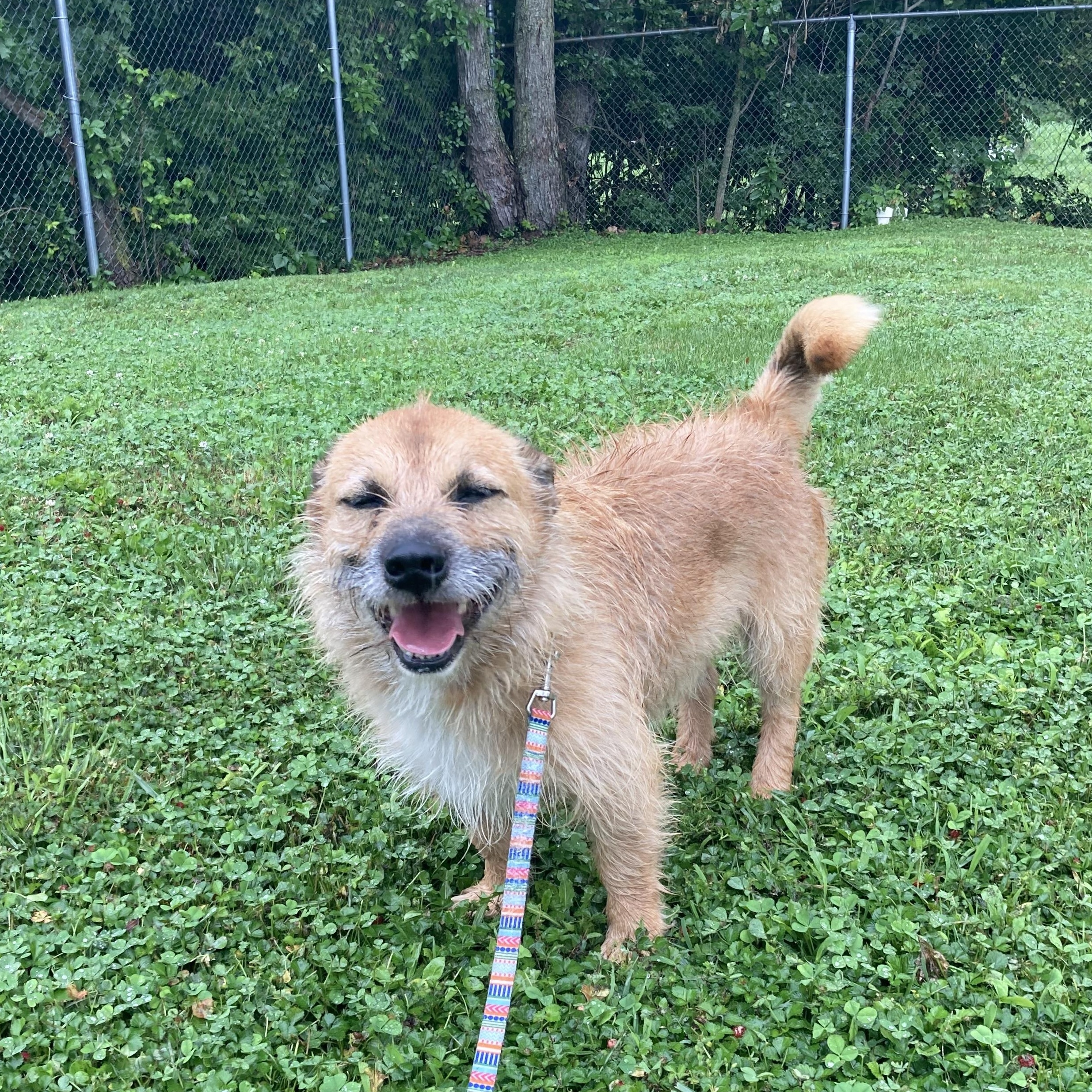 Buddy, Adoptable, Adult Male Terrier.