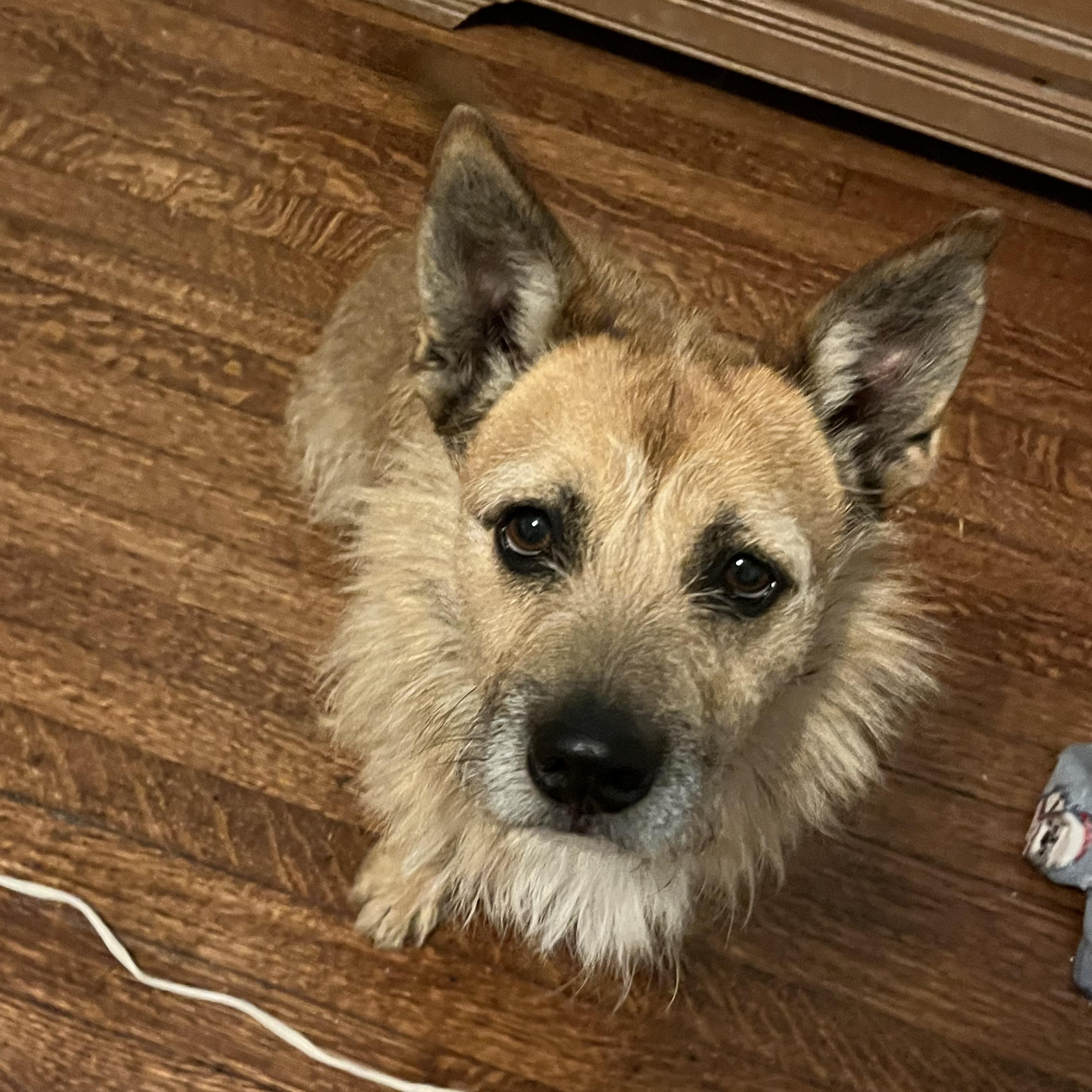 Buddy, Adoptable, Adult Male Terrier.