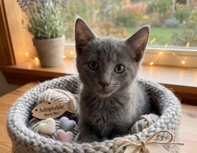 Blue, a ADOPTABLE American Shorthair in Union City, NJ image 5/5