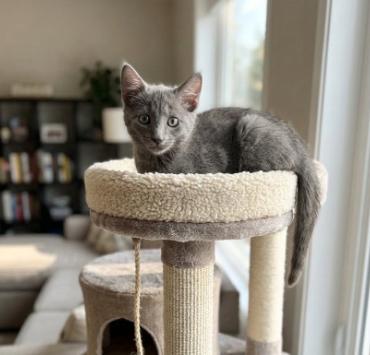 Blue, a ADOPTABLE American Shorthair in Union City, NJ image 2/5