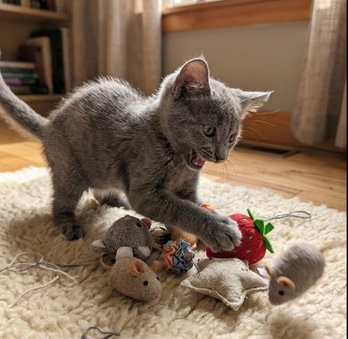 Blue, a ADOPTABLE American Shorthair in Union City, NJ image 3/5