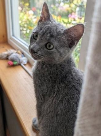 Blue, a ADOPTABLE American Shorthair in Union City, NJ image 4/5