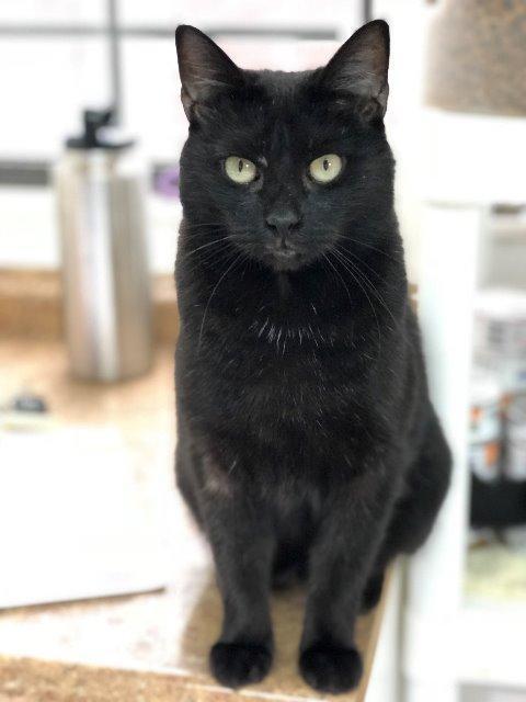Enlarge Margot, a Adoptable mixed breed in Berlin, MD image 2/2