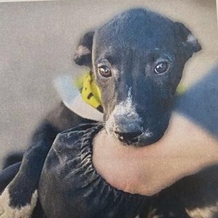 Saturn, ADOPTABLE, Young Female Labrador Retriever.