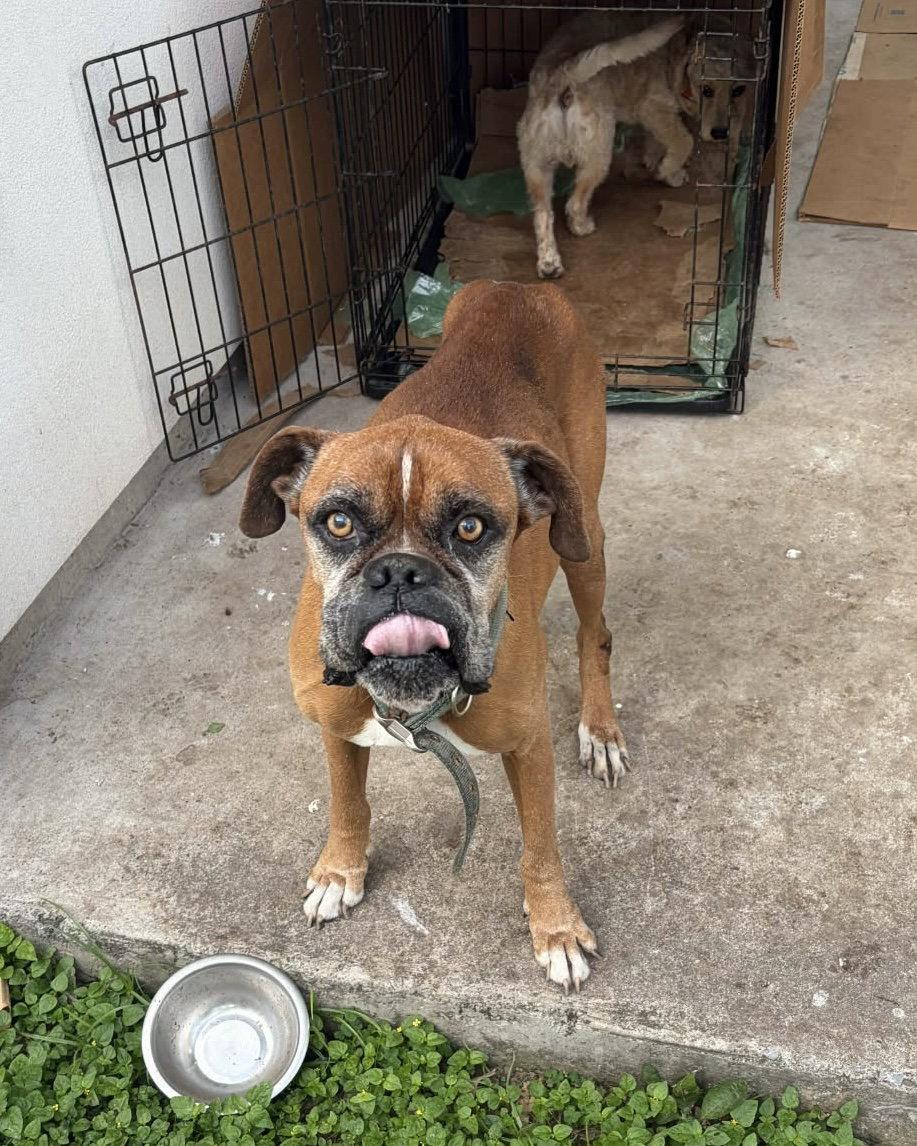Enlarge Bruno, a Adoptable Boxer in Monticello, NY image 2/2