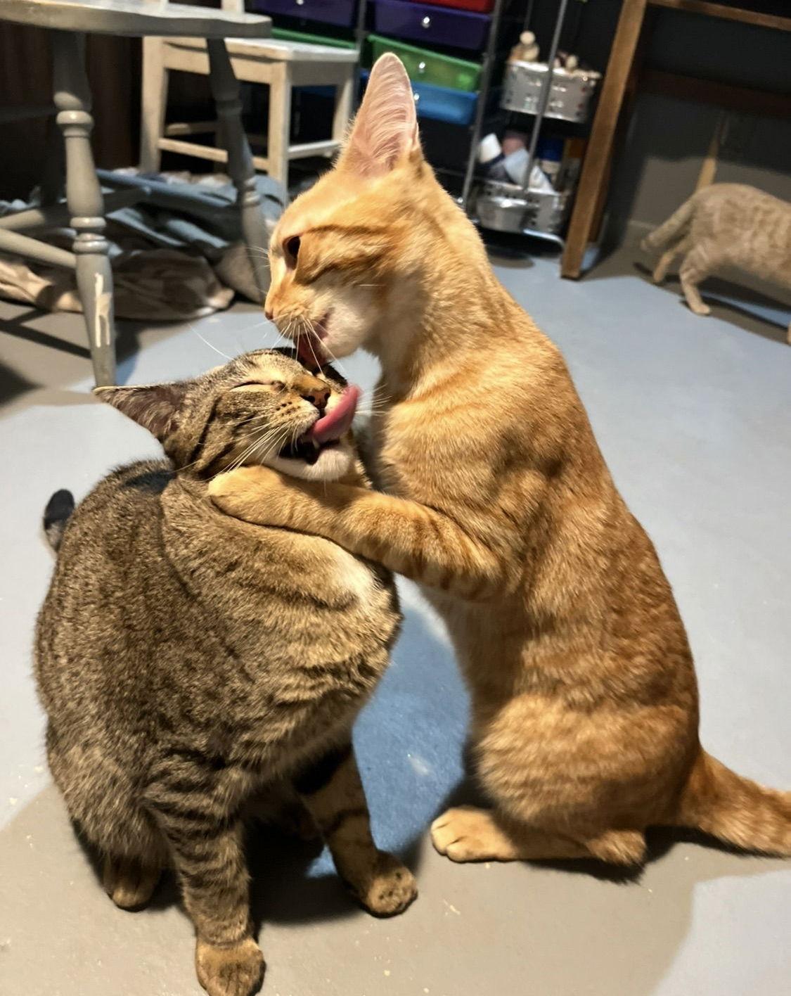 Enlarge Monterey Jack "MJ", a Adopted Domestic Short Hair in Burton, MI image 1/3