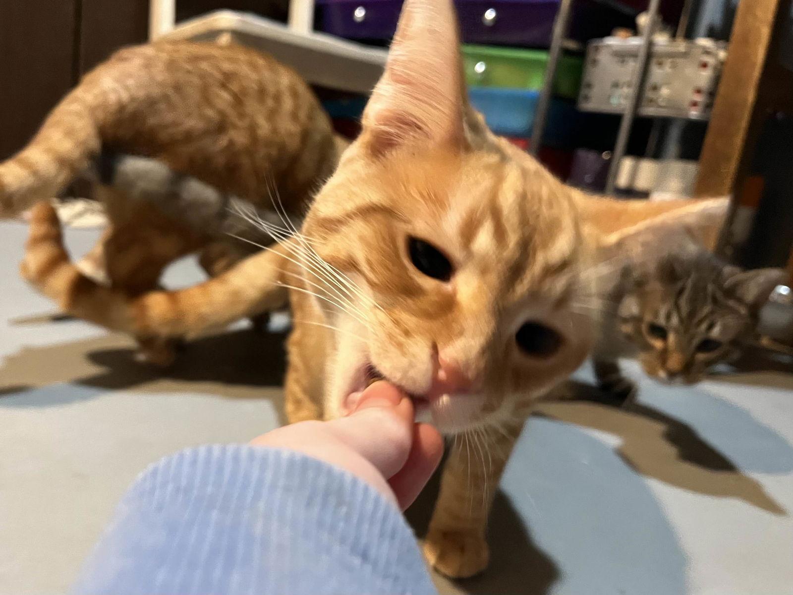 Enlarge Monterey Jack "MJ", a Adopted Domestic Short Hair in Burton, MI image 2/3