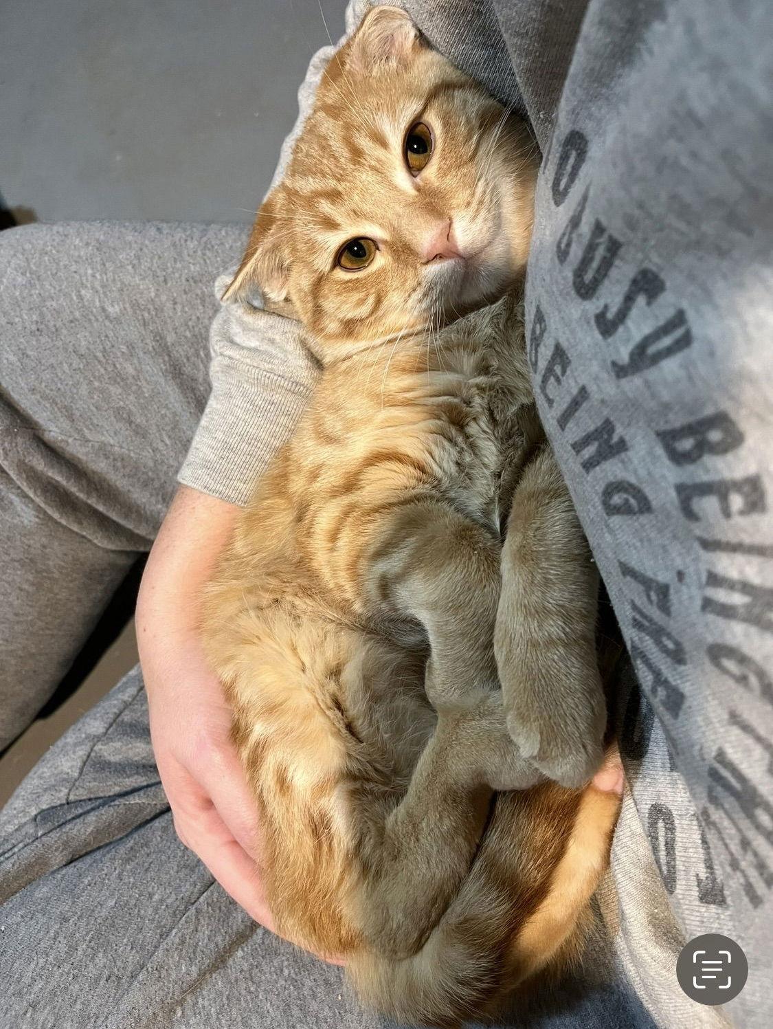 Enlarge Monterey Jack "MJ", a Adopted Domestic Short Hair in Burton, MI image 3/3