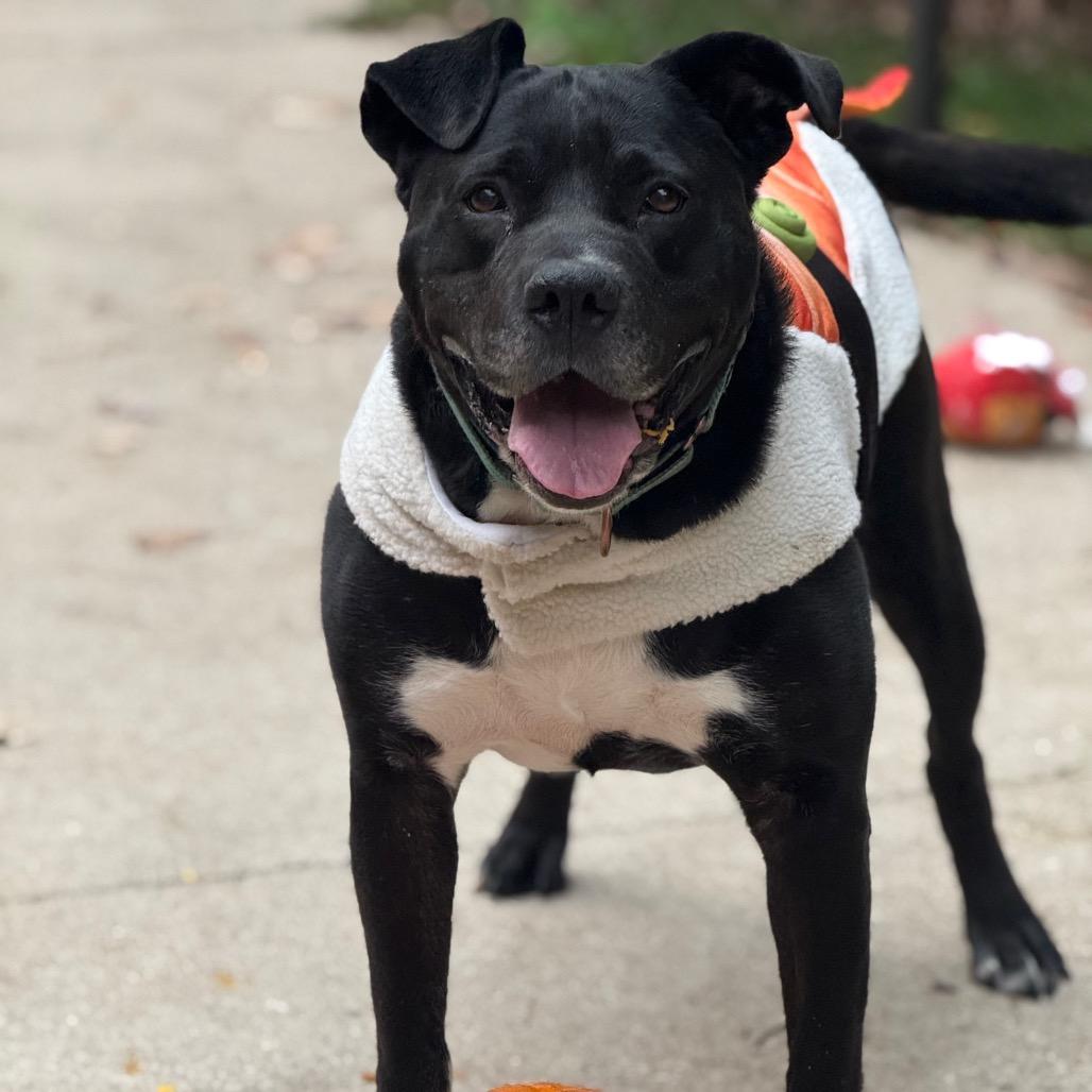 Enlarge Dante, a Adoptable Labrador Retriever in Grand Rapids, MI image 2/6