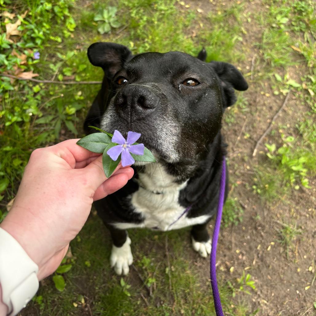 Dante, a Adoptable American Staffordshire Terrier in Grand Rapids, MI image 4/6