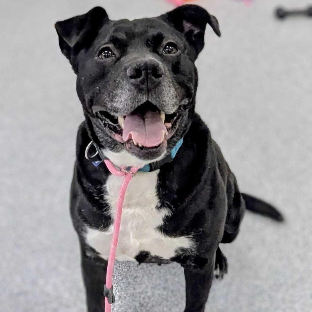 Enlarge Dante, a Adoptable American Staffordshire Terrier in Grand Rapids, MI image 4/6