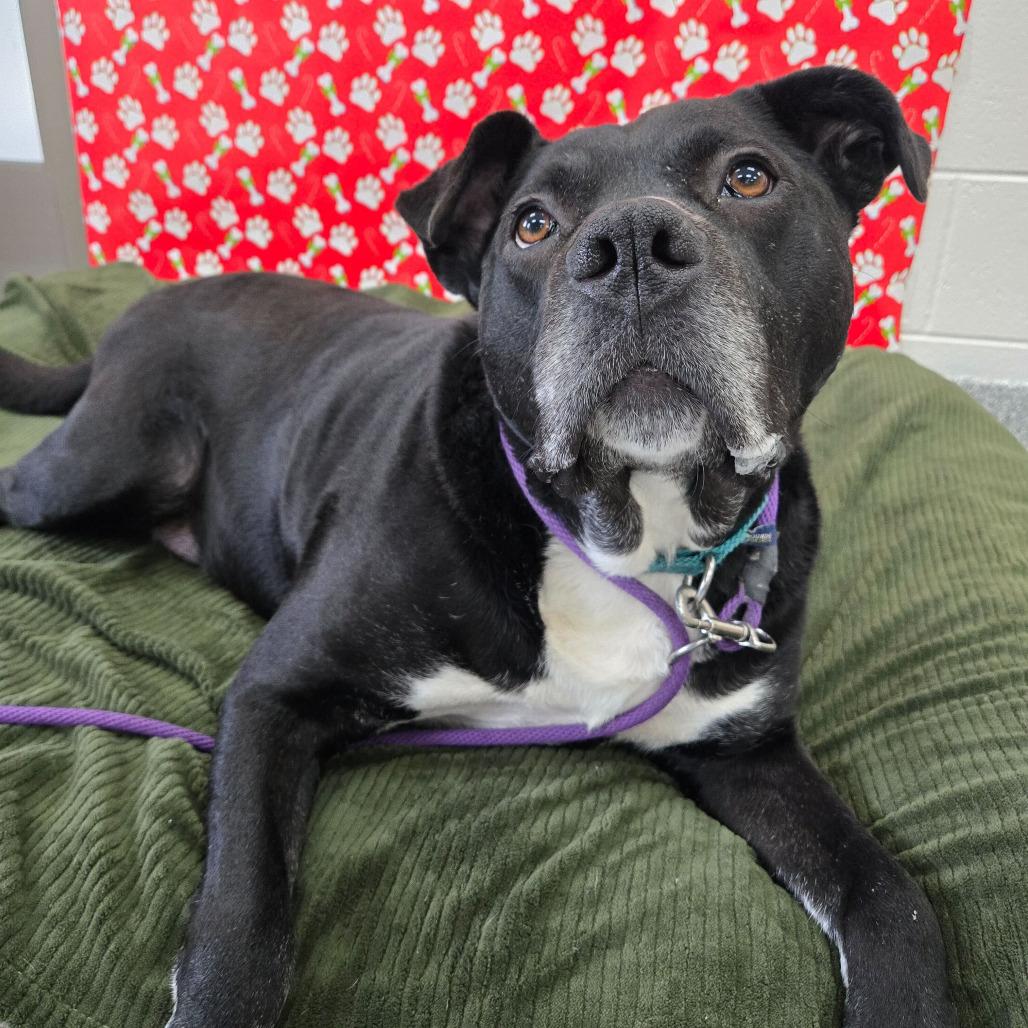 Enlarge Dante, a Adoptable Labrador Retriever in Grand Rapids, MI image 6/6